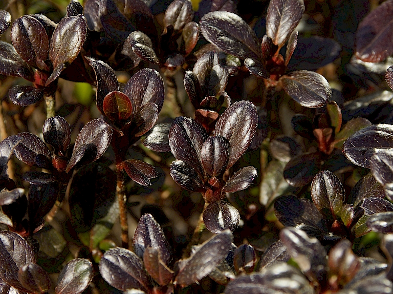 Azalea japonica 'Rokkoko'
