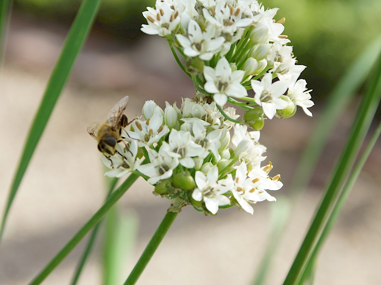 Allium tuberosum Insekt