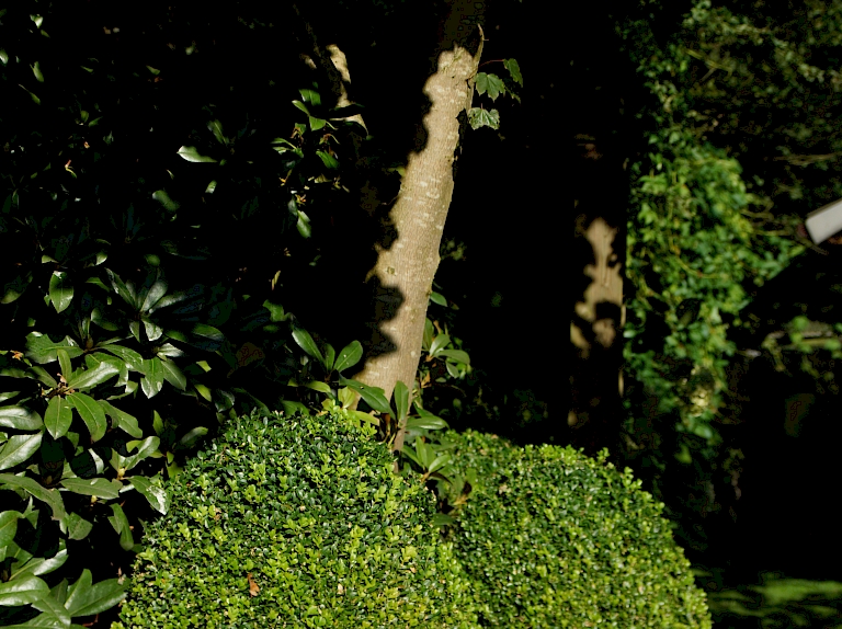 Buxus sempervierens arborescens Kugel