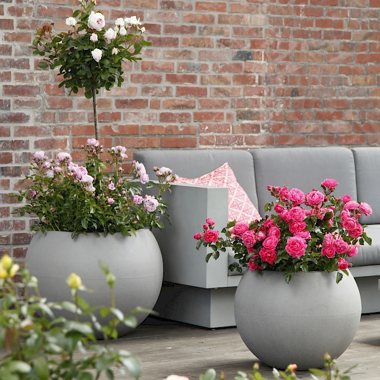 Terrosa von Kordes Rosen bieten 12 besonders geeignete Rosen für Balkon und Terrasse