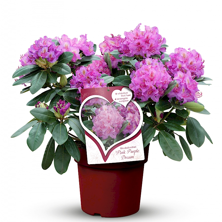 Gerstenkorn mit aufgewerteter Rhododendron Pink Purple Dream