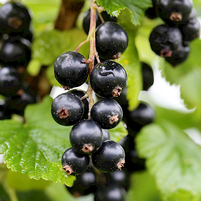 Polar Fruits Black Currant Berry (Ribes nigrum)