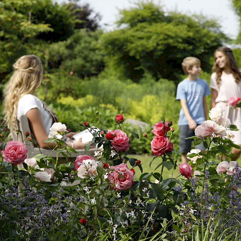 Pflegeleichte Rosen sorgen für entspanntes Gartengefühl - Roselax®
