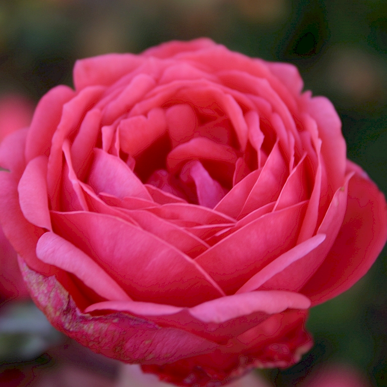 Pomponförmige, gefüllte Blüten - 'Gartenprinzessin Marie-Jose', Roselax®