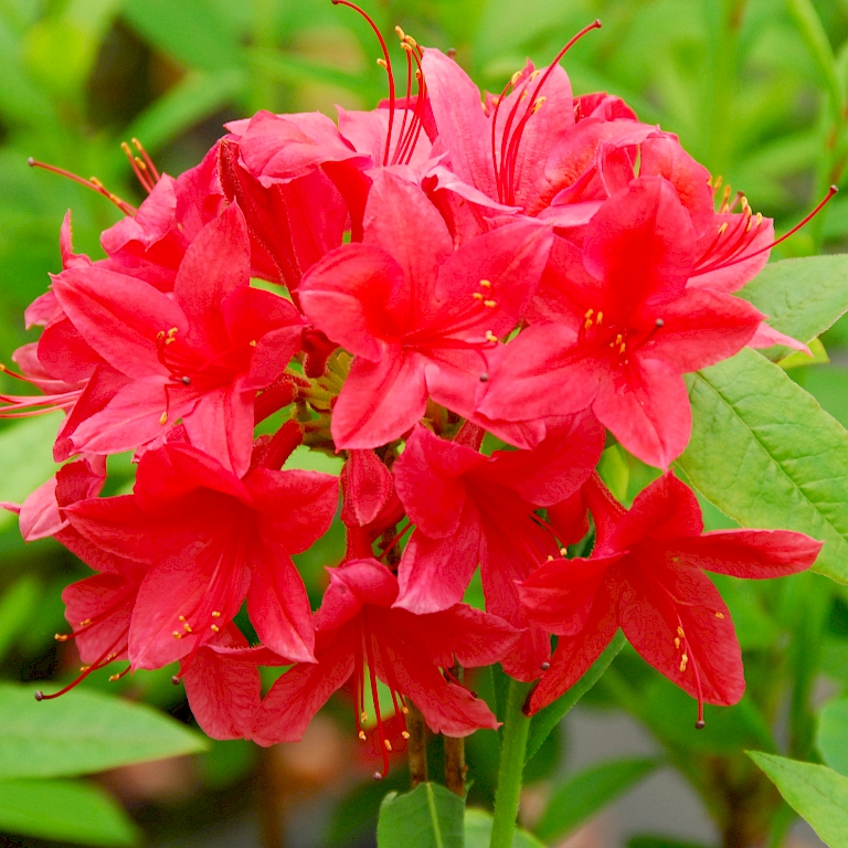Intensive Farbe und würziger Duft - Rhododendron viscosum 'Karminduft'