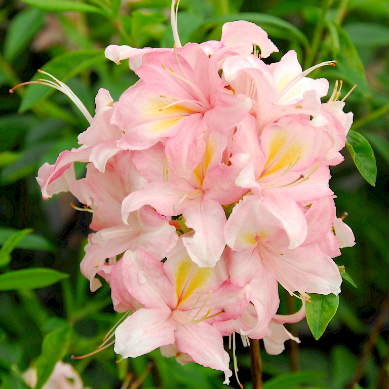 Wohlriechend mit zartrosa Blüten - Rhododendron viscosum 'Juniduft'