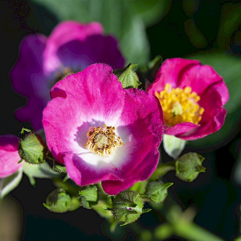 Die neue, offen blühende Wildrose Rosy Boom® Mini - da fliegen die Bienen drauf