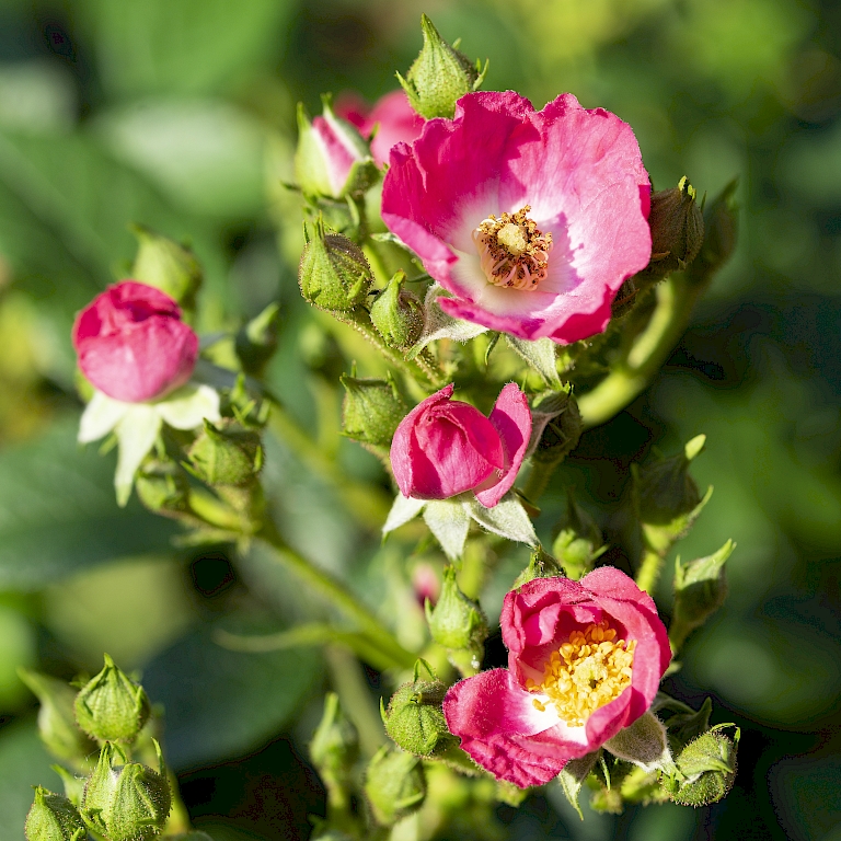 Die neue Wildrose Rosy Boom® Mini hat viele, rispenartig angeordnete Blüten und Knospen