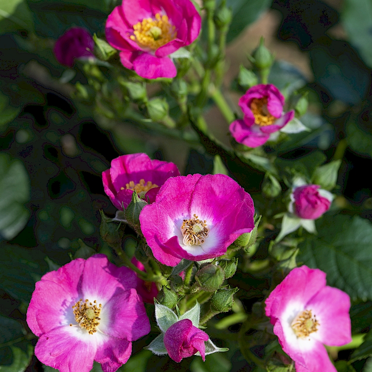Kompakter Wuchs und viele offene Blüten - die neue Wildrose Rosy Boom® Mini