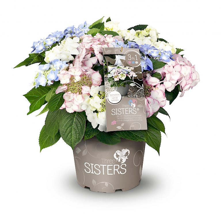Die Blumenstraußhortensie vereint drei harmonische Farben in einer Pflanze - Three Sisters® Tellerhortensie