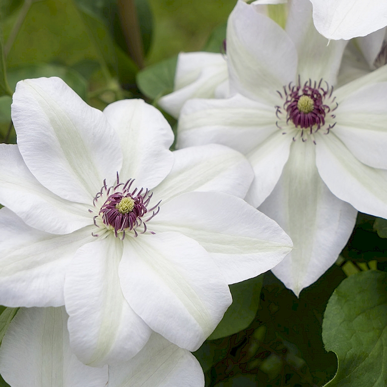Die strahlend-weißen Blüten setzen bei der bunten Three Sisters Clematis®-Variation leuchtende Akzente