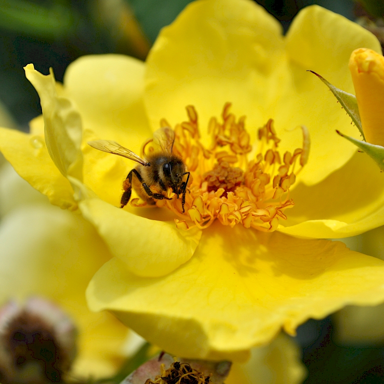 Die leicht gefüllte Blüte der NektarGarten®-Sorte 'Lemon Fizz' zieht nutzbringende Insekten magisch an