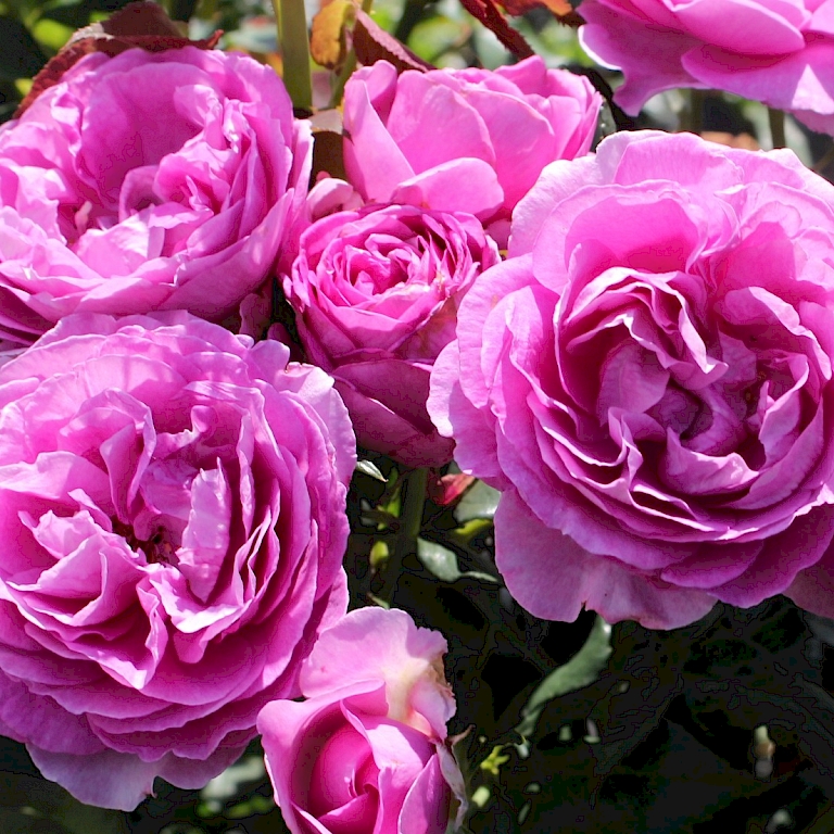 Leuchtet in kräftigem Pink-Violett - 'Carmen Würth' aus der Roselax®-Kollektion von Kordes Rosen