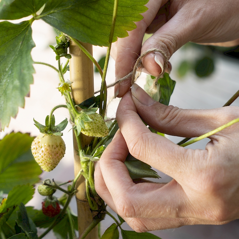 Die Triebe der Lucky Berry® Erdbeere können mit einfacher Schnur am Spalier befestigt werden