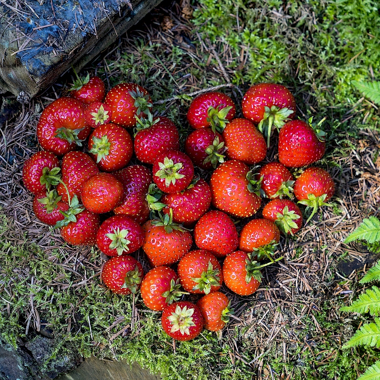 Erdbeerliebe - mit der neuen 4-Monats-Erdbeere Lucky Berry® kann von Juni bis September geerntet werden