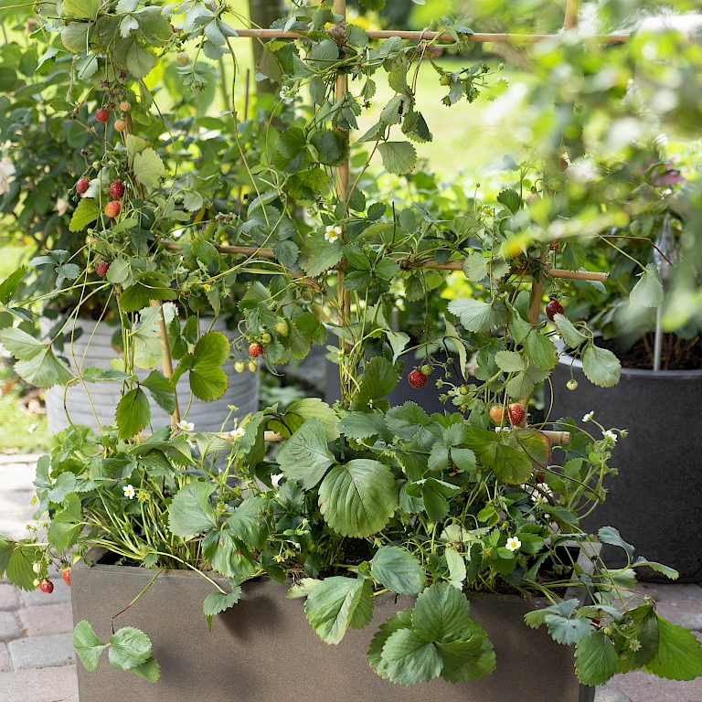 Fruchtig-grüne Wand für kleine Terrassen und Balkone – mehrere Lucky Berry® Erdbeeren im Pflanzkasten