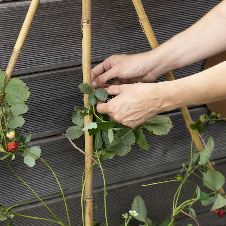 Mit Naturgarn werden die Triebe der Lucky Berry® Erdbeere vorsichtig an den Rankhilfen befestigt