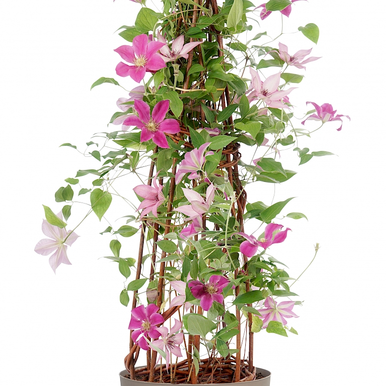 Ein prächtig blühender, langlebiger Blumenstrauß für Garten und Terrasse - Three Sisters® Clematis