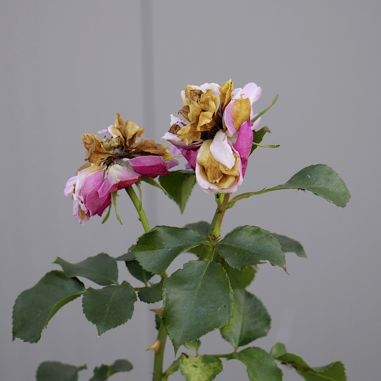 Nahaufnahme einer Rose die im gleichen Zeitraum ohne Lucky Plant® gegossen