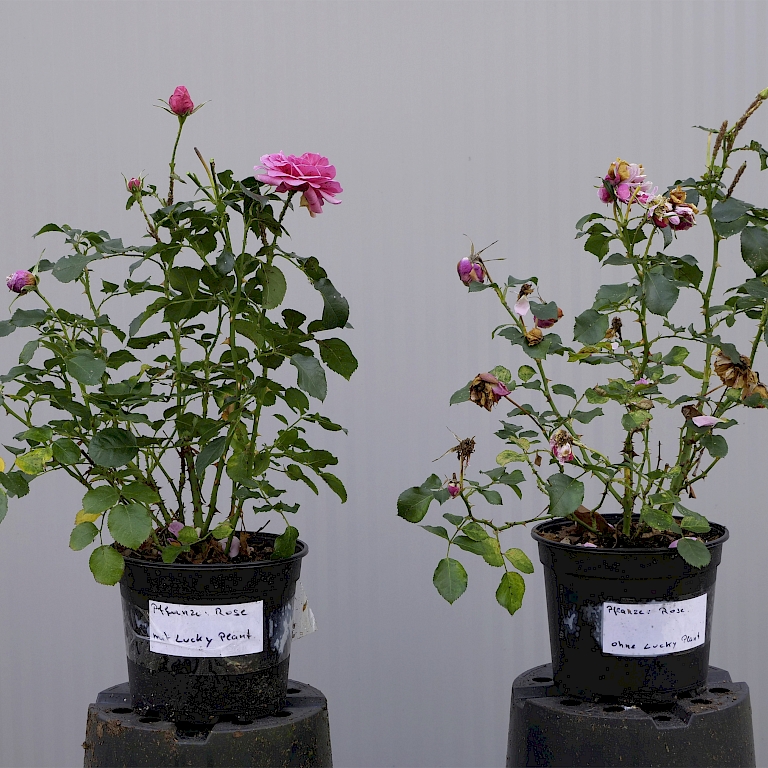 Rosen – Links mit Lucky Plant®, rechts ohne Lucky Plant®