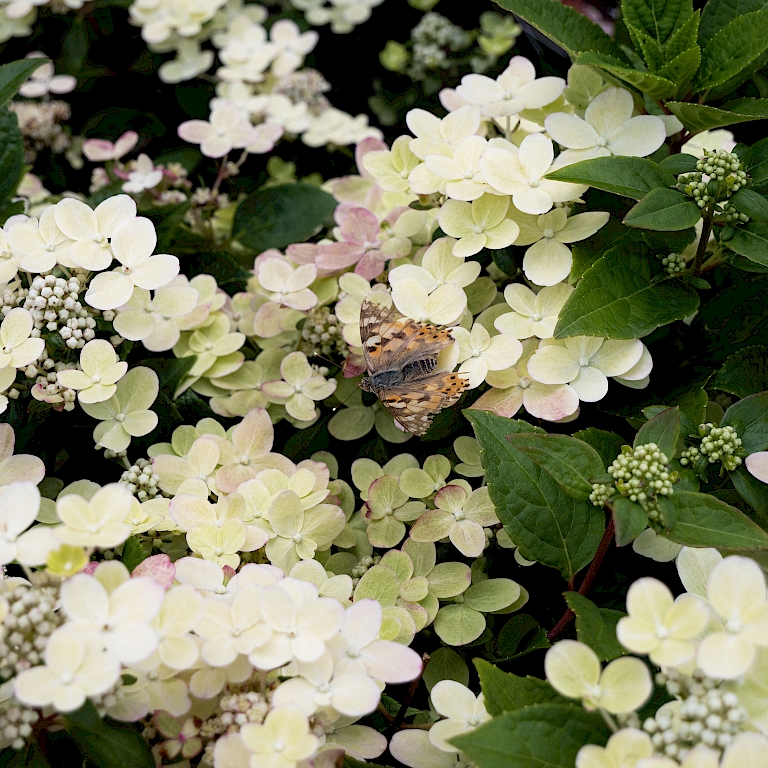 Die Blüten der Hydrangea (S)witch sind ein wahrer Insektenmagnet