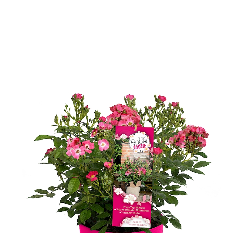 Wildrose Rosy Boom® Mini blüht 100 Tage und wechselt die Blütenfarbe