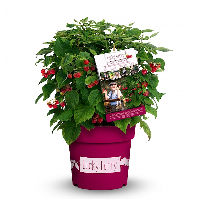 4-Monats-Himbeere Lucky Berry® auffällig am Point of Sale
