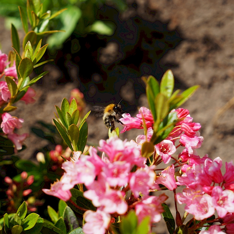 Die Blüten des Bloombux® Magenta ziehen schon kurz nach dem Pflanzen Hummeln und andere nutzbringende Insekten an