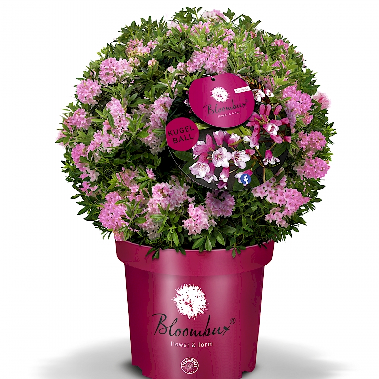 Form- und blütenstark - ab Mai wird die Bloombux® Magenta-Kugel zu einer buchstäblich runden Blüten-Sache