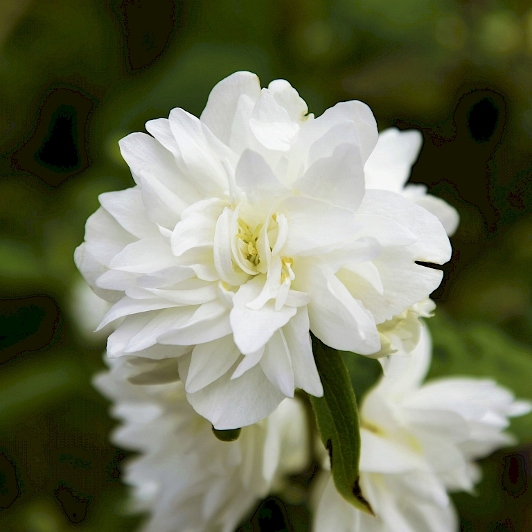 Kompakter Wuchs und viele Blüten – der Pfeifenstrauch Philadelphus Fl´Aroma® `Spicy White`