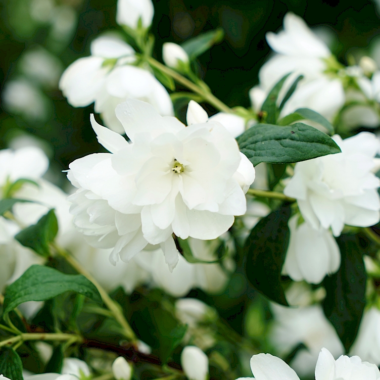 Philadelphus Fl'Aroma® – Elegante weiße Blüten am immergrünen Strauch