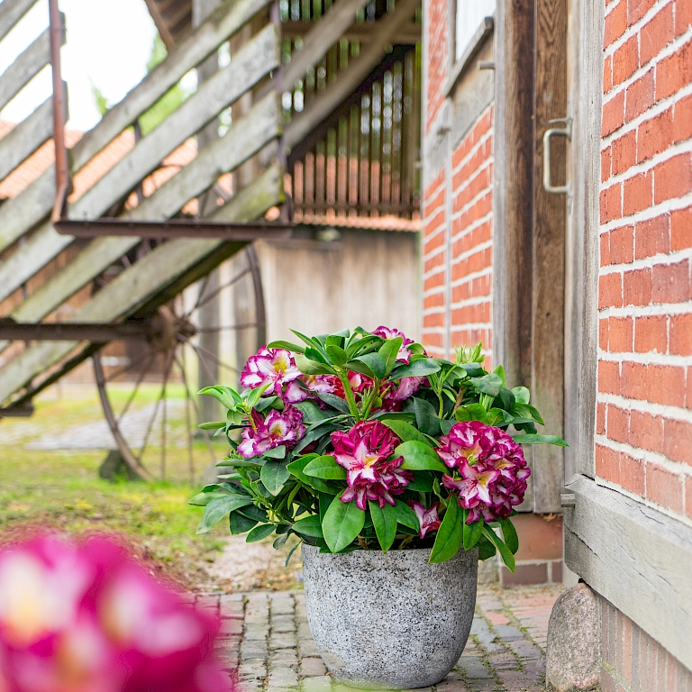 Zwischen Mai und Juni bildet der Happydendron®seine besondere, dreifarbige Blüte