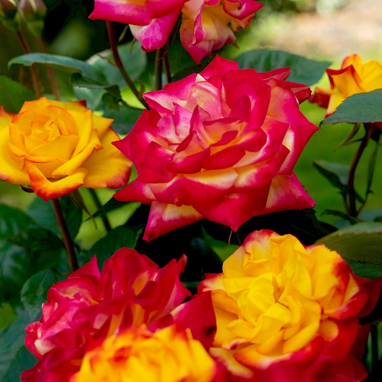 Planters Punch® zeigt gelb-pinke Blüten