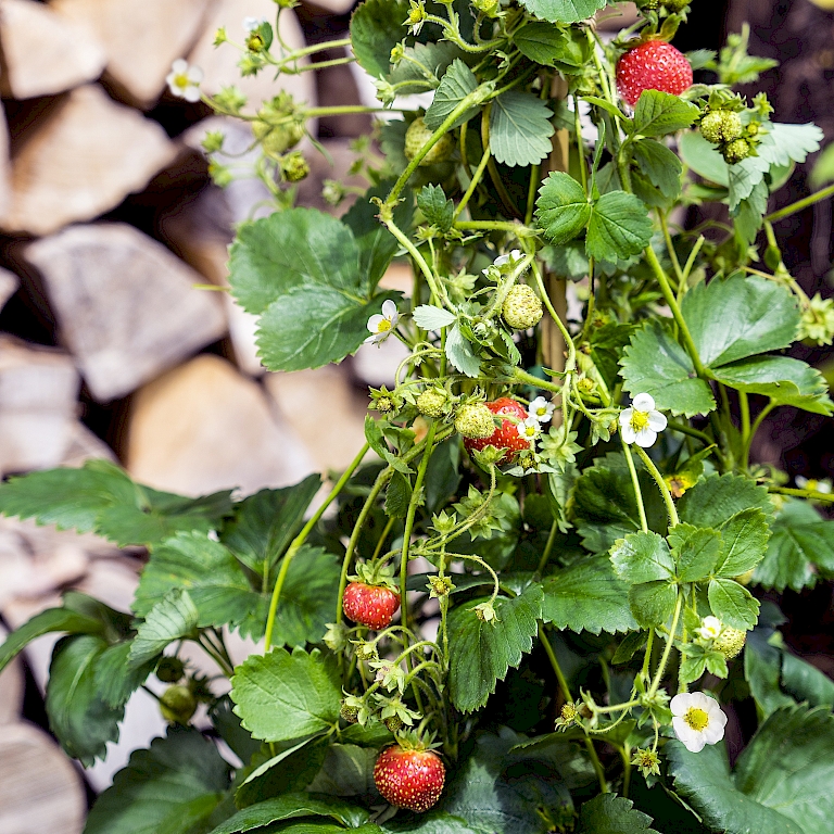 4-Monats-Erdbeere Lucky Berry® auch dekorativ im Kübel