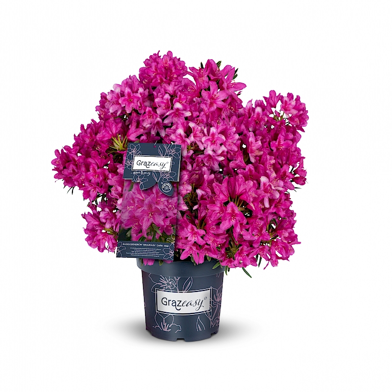 Wie alle INKARHO®-Züchtungen sorgt die veredelte Unterlage für einen kräftigen, robusten Rhododendron – Grazeasy®