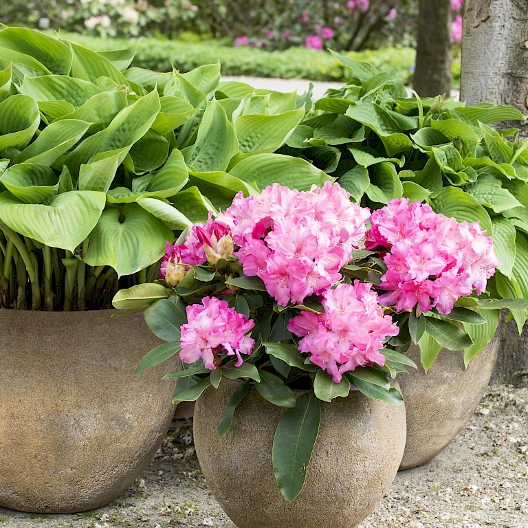 Rhododendron kombiniert mit Hosta für den Schattengarten