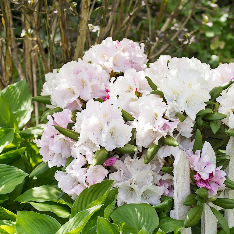 Für den kleinen Garten geeignet - Rhododendron yakushimanum