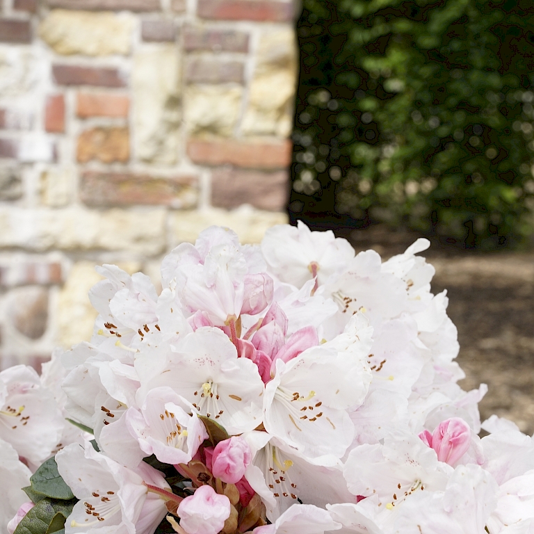 Nahaufnahme der hellrosa blühenden Rhododendron yakushimanum 'Schneekrone' im Kübel