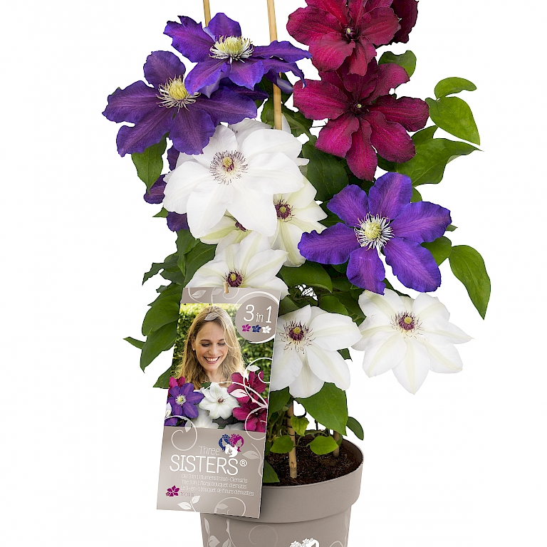 Three Sisters® Clematis Tricolor auffällig am Point of Sale