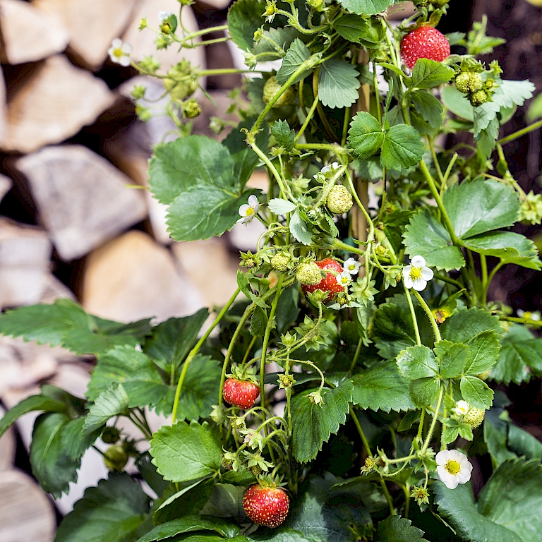 Die dekorative Erdbeere Lucky Berry® ist winterhart und trägt 4 Monate lang Früchte