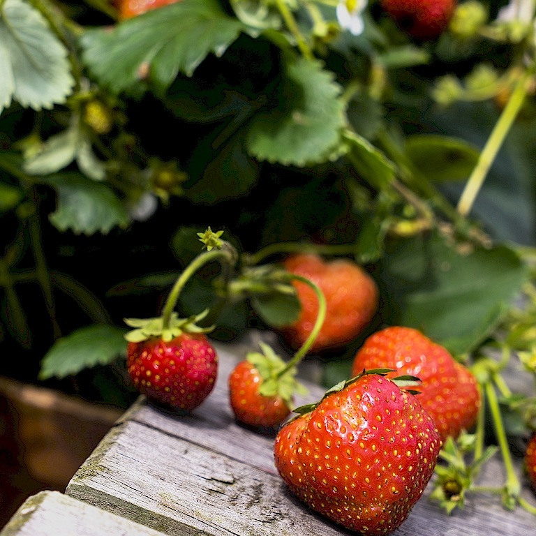 Die Früchte der 4-Monats-Erdbeere Lucky Berry®