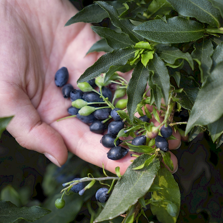 Lucky Berry® – Die 4-Monats-Blaubeere steckt voller gesunder Inhaltsstoffe