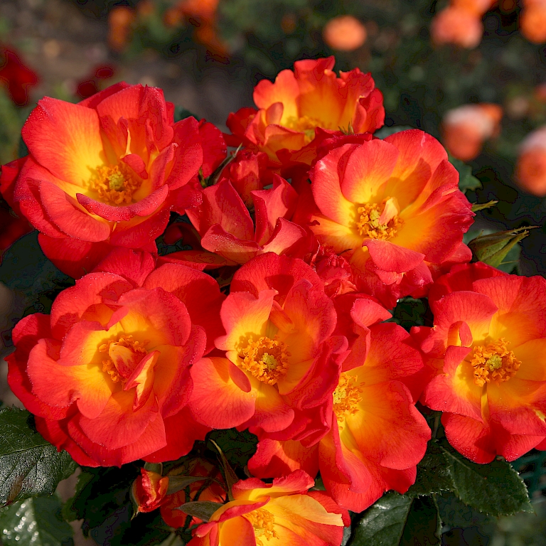 Die leicht gefüllte Blüte der Roselax-Sorte 'Summer of Love' zieht nutzbringende Insekten magisch an
