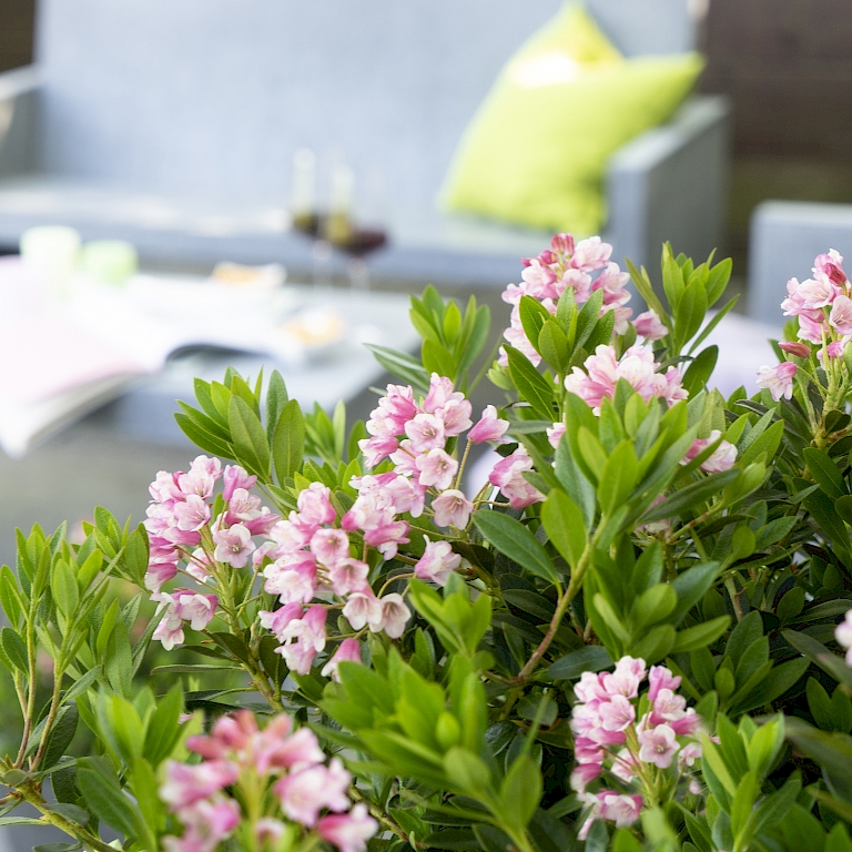 Bloombux® -Ein rosafarbener Traum auf Ihrer Terrasse