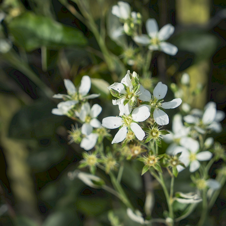 Ab Mai präsentiert Saskatoon Berry® attraktive, weiße Blüten