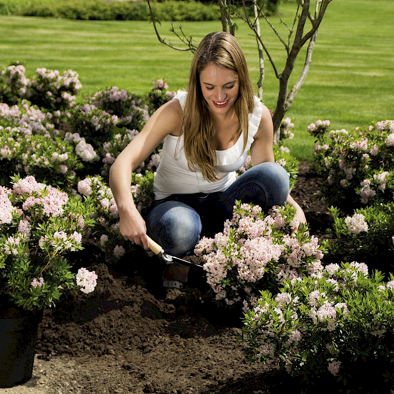 Auf lockerem Gartenboden an einem sonnigen bis halbschattigen Standort fühlt sich Bloombux® am wohlsten
