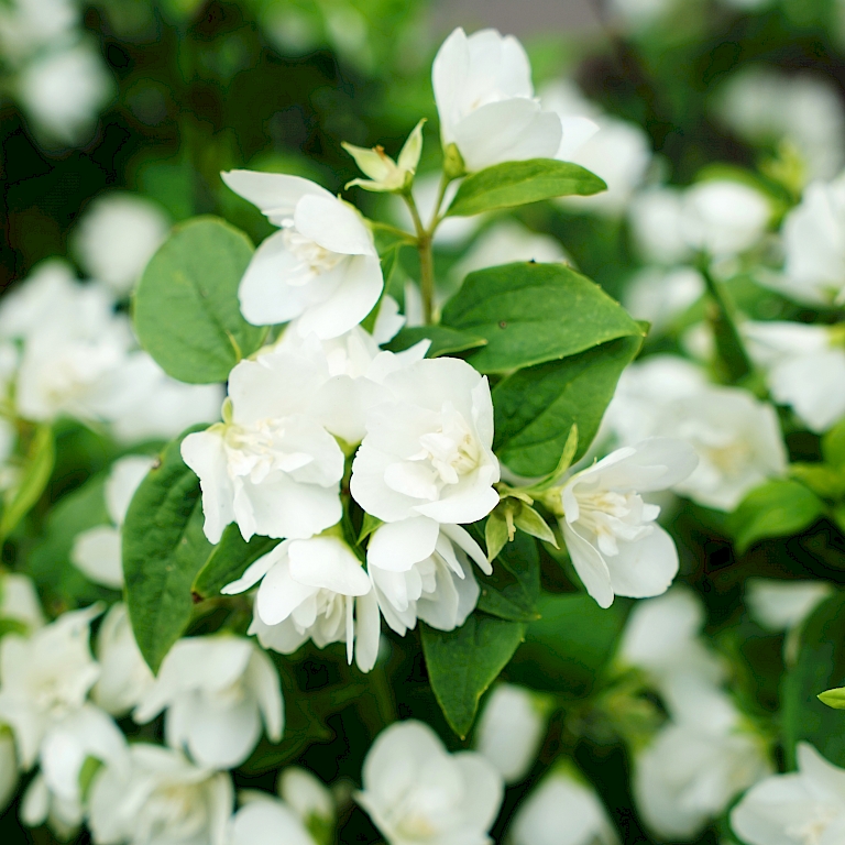 Fl'aroma, elegante weiße Blüten am immergrünen Strauch