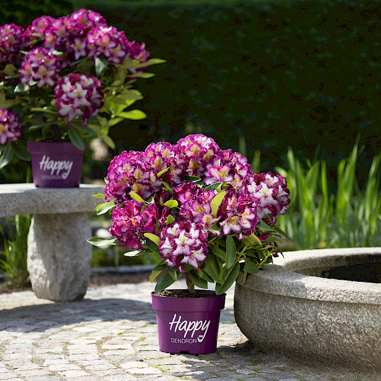 Auch als Solitär im Kübel macht der pflegeleichte Rhododendron Happydendron® Pushy Purple eine richtig gute Figur