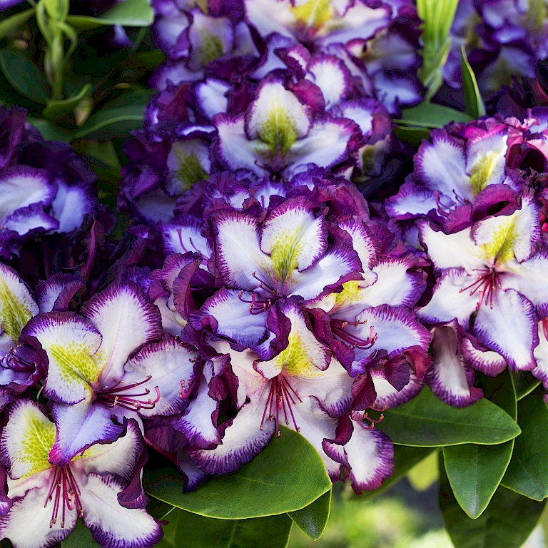 Üppige Blüte und leuchtende Farben – Happydendron® Pushy Purple von INKARHO®
