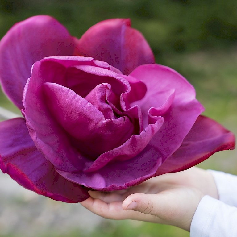 30 cm große Blüten der Magnolie Meganolia®